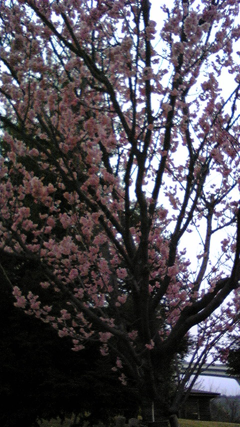 100301_123757.jpg 100301_123757.jpg