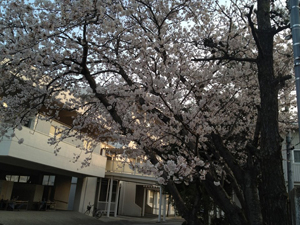 洲高の桜.jpg