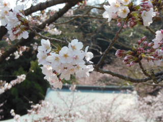 桜