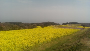 菜の花畑