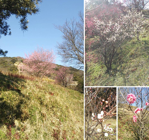 広田梅林 ふれあい公園