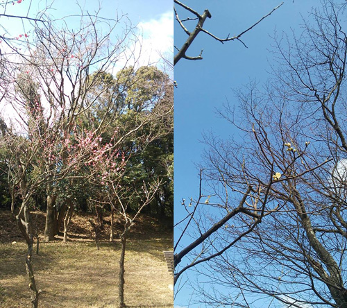 三熊梅園