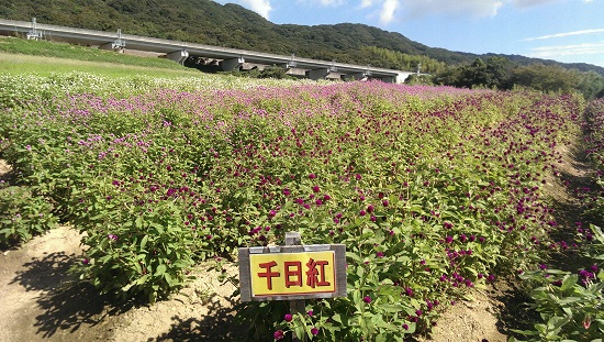 千日紅