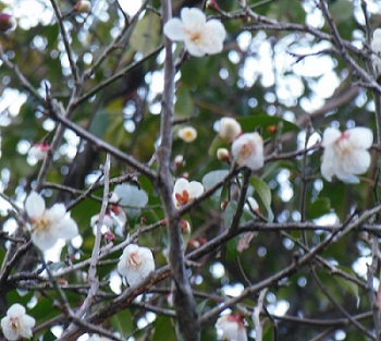 梅の花