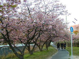 higan_sakura02.jpg