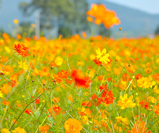 淡路島に咲き誇る花。