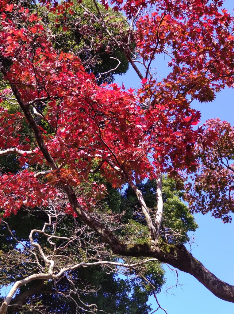 東山寺の紅葉