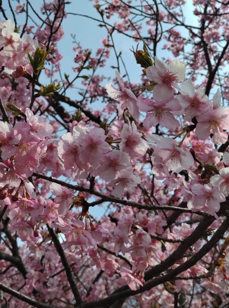 洲本市民球場の河津桜