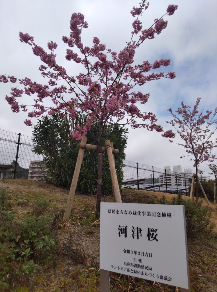 サントピアマリーナの河津桜