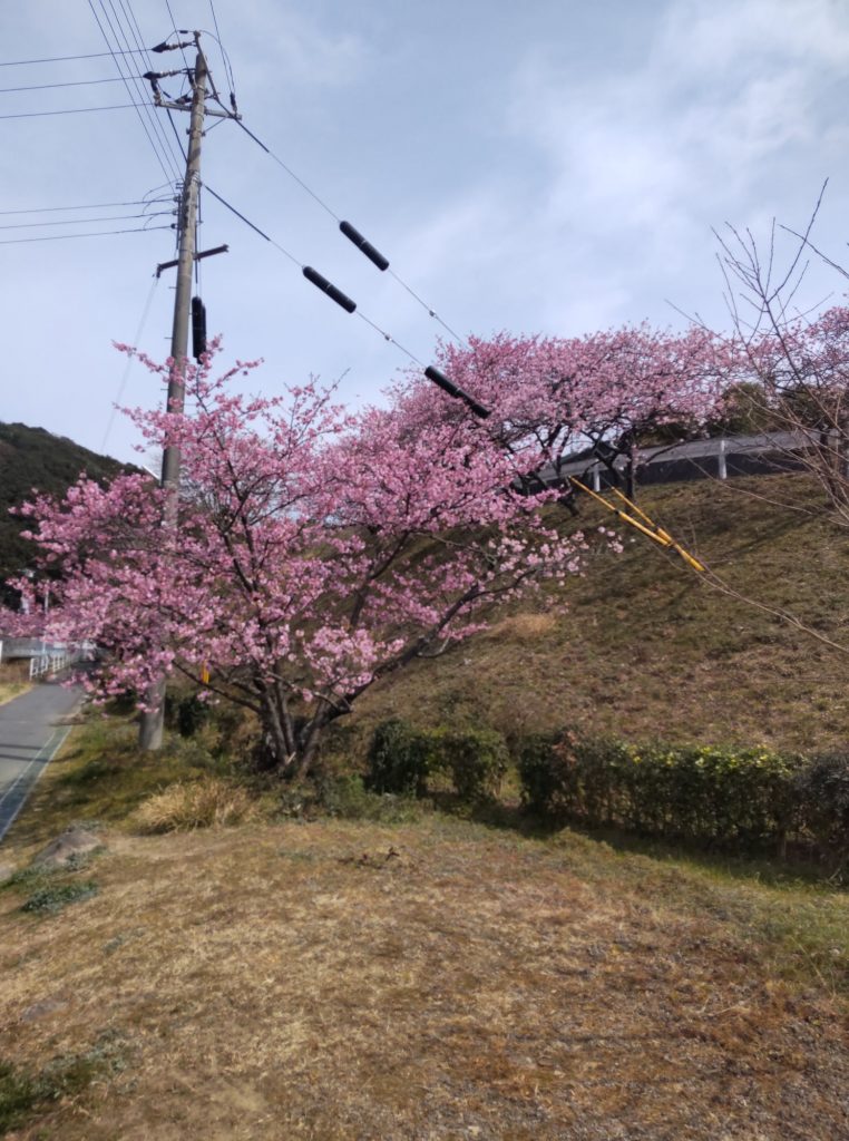 洲本市民球場の河津桜