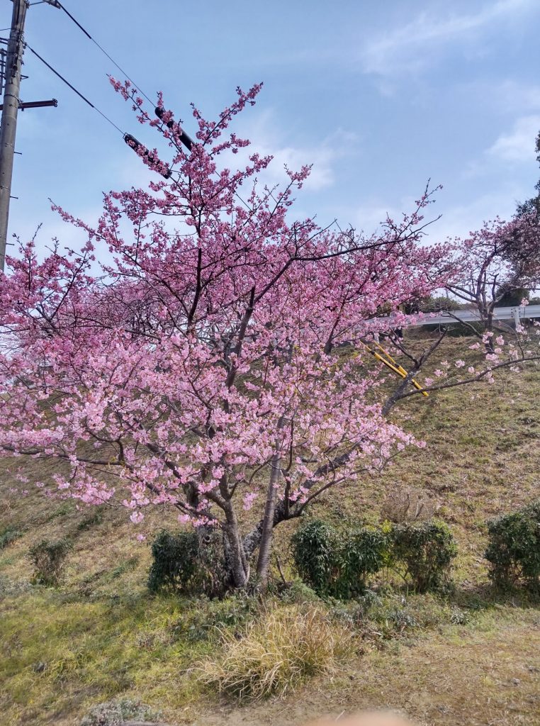 洲本市民球場の河津桜